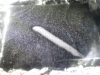 sled-13