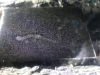 sled-21